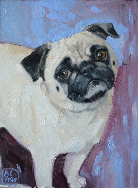 Cute pug
