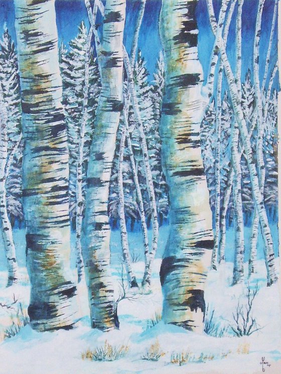 Birch Trees 1