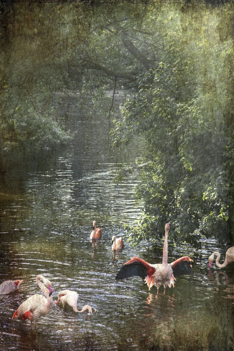 The Flamingos Showering by Chiara Vignudelli