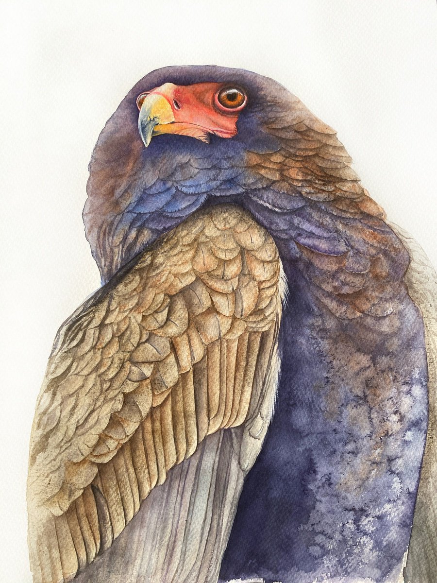 Photorealistic Animal Watercolour By Tetiana Savchenko, 12 X 17", Bateleur Eagle 4, Original Artwork