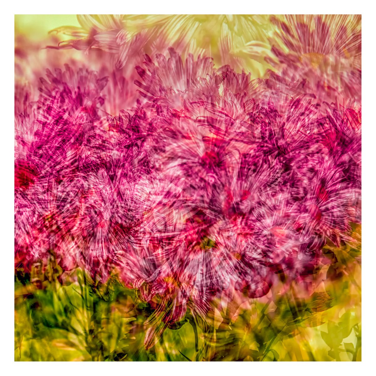 Abstract Flowers #5. Limited Edition 1/25 12x12 inch Photographic Print. by Graham Briggs