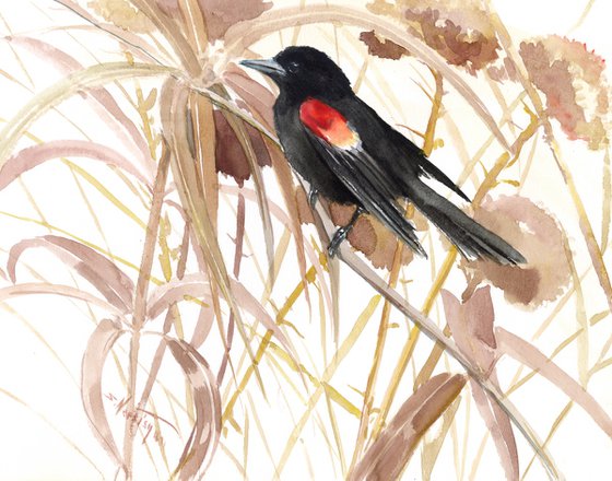 Red Winged Blackbird