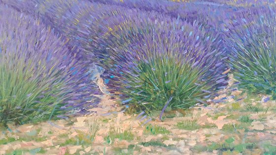 Lavande fields in Provence