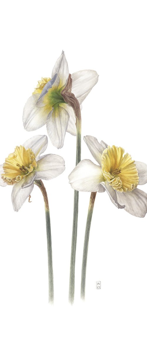 Daffodil Flowers by Yuliia Moiseieva