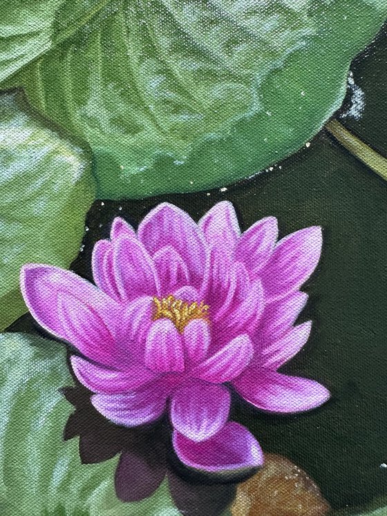 Water Lily