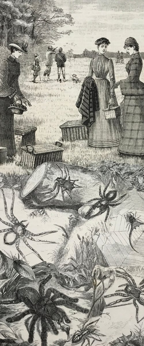 Spider Picnic by Tudor Evans