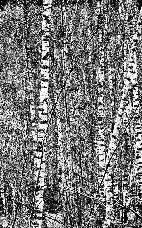 birch grove by Christian  Schwarz