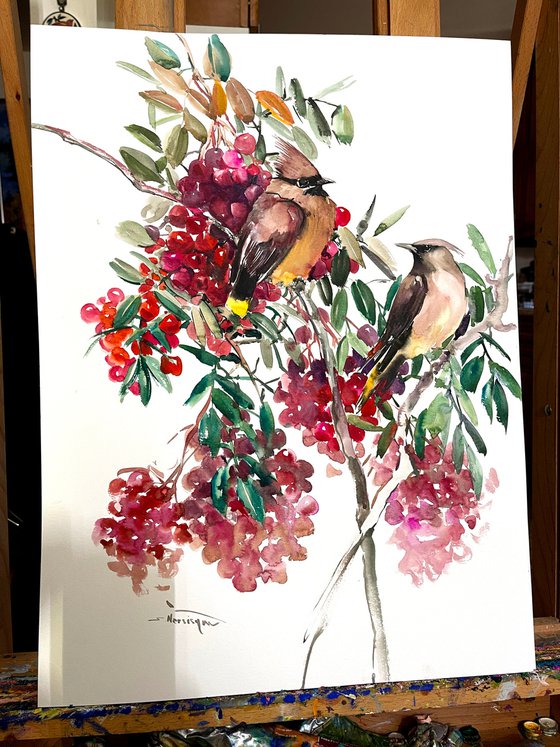 Waxwing  Birds and Fall Berries