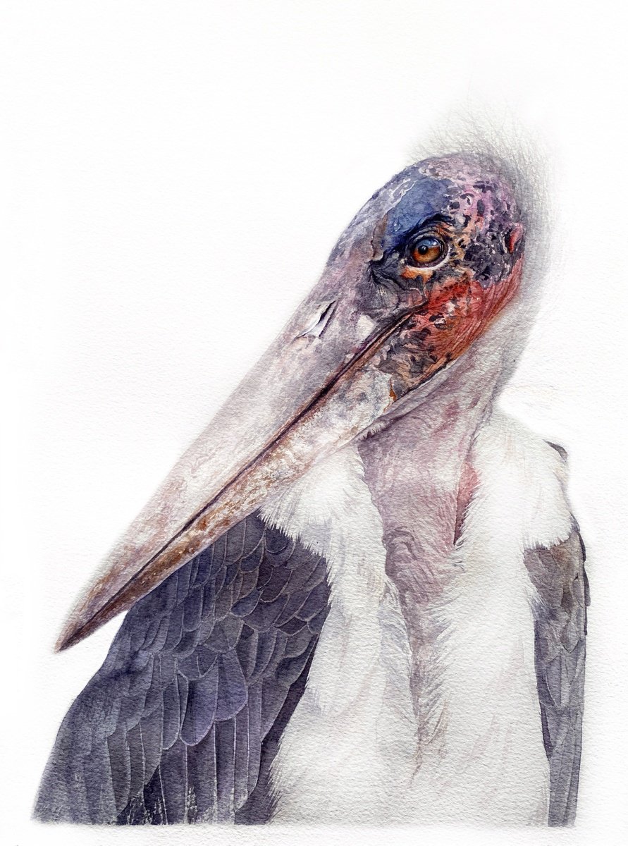 Photorealistic Animal Watercolour By Tetiana Savchenko, 11 X 15", African Marabou Stork, Bird Portrait, Original Artwork