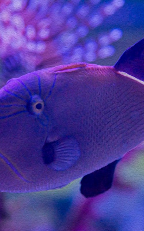 Hogfish in Violet by Eugene Norris