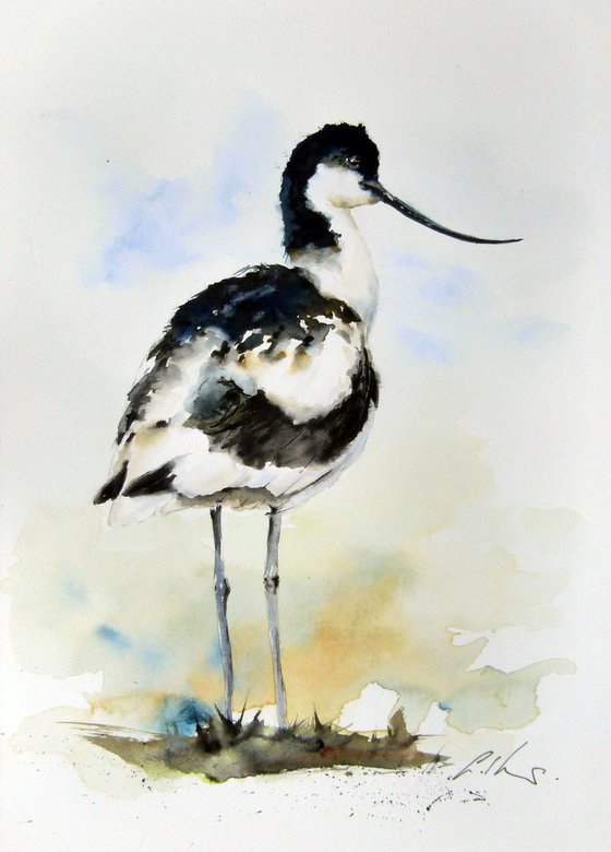 Avocet