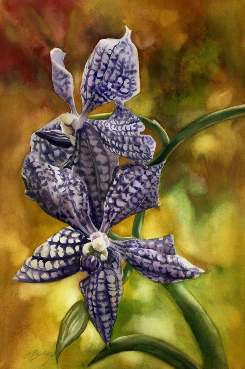 blue orchid by Alfred  Ng