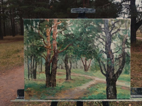 Pine trees in the park