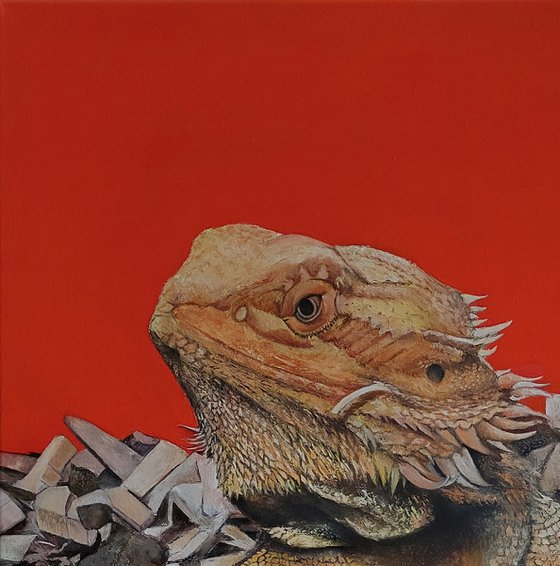 Iguana