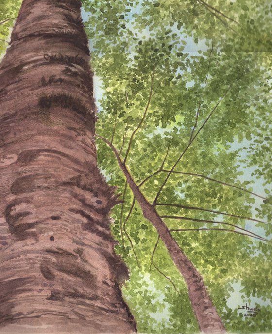 Pine Tree Forest III