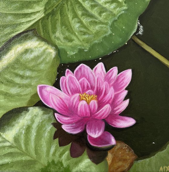 Water Lily