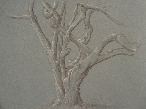 Twisted Tree by John Fleck