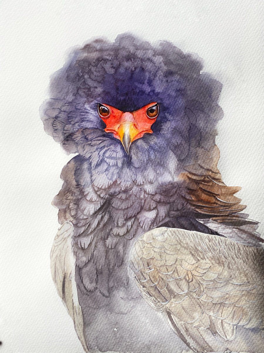 Photorealistic Animal Watercolour By Tetiana Savchenko, 12 X 17", Wild Icon: Bateleur Eagle Bird, Original Artwork