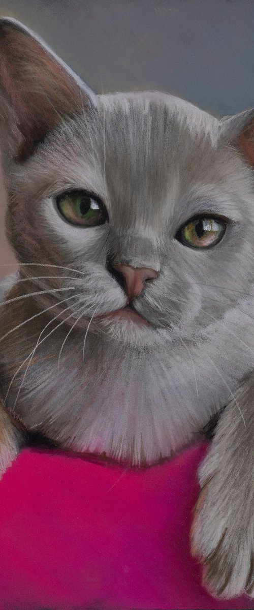 Burmese Kitten by Oxana Babkina