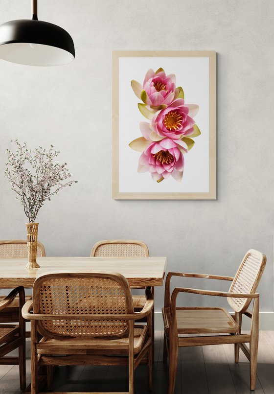 Blush Pink Water Lilies