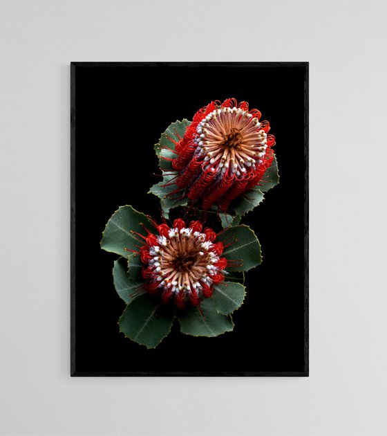 Banksia Coccinea