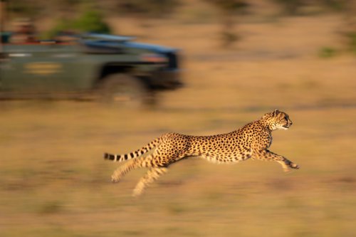 "Chase me, chase me...!" by Nick Dale