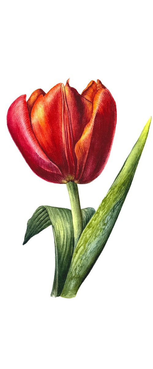 Red Tulip Study I by Yuliia Prokopchuk