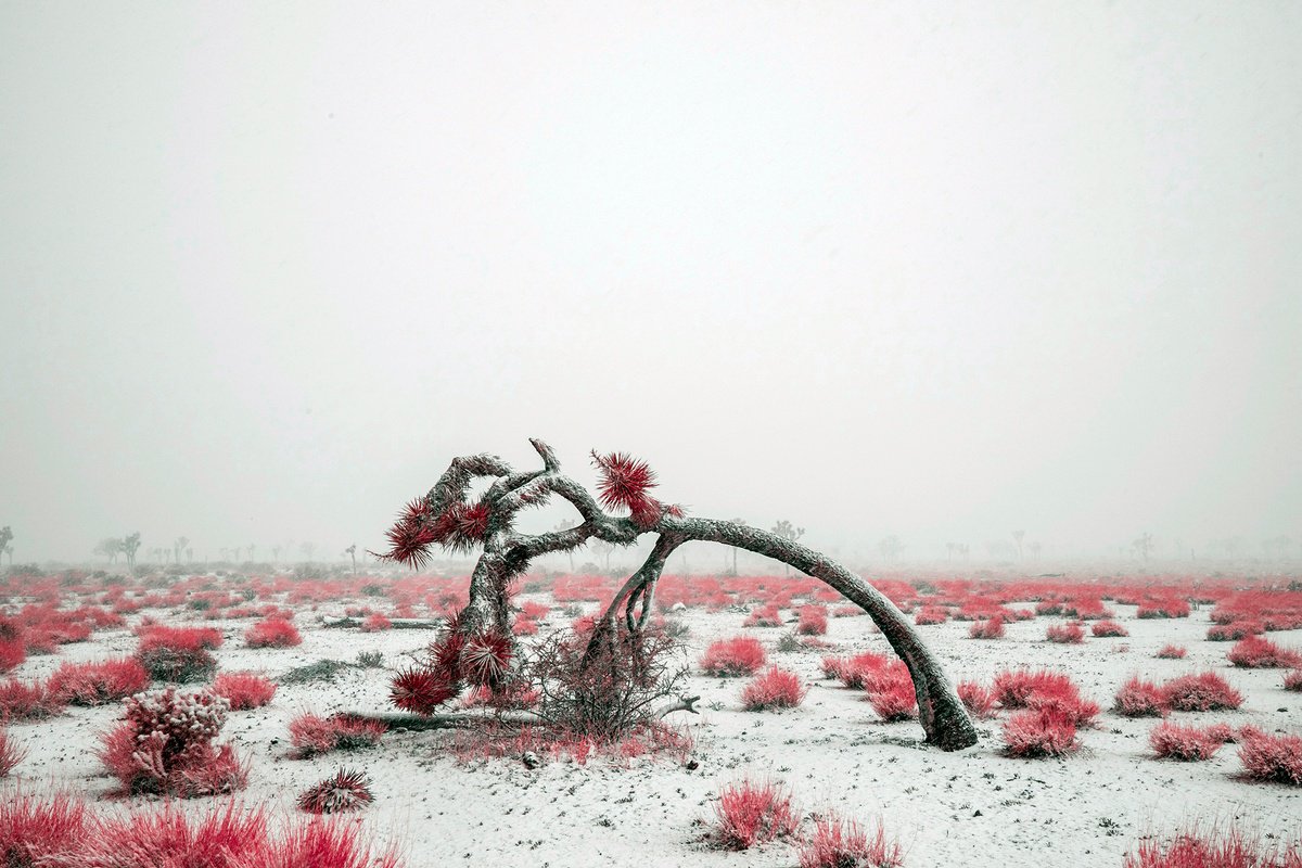 Winter Storm in the Mojave by Mark Hannah