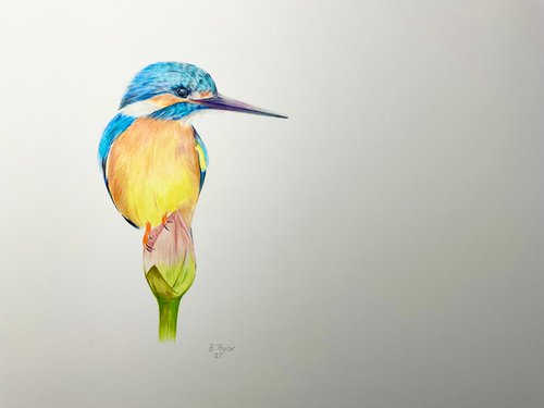 Kingfisher on flower by Bethany Taylor
