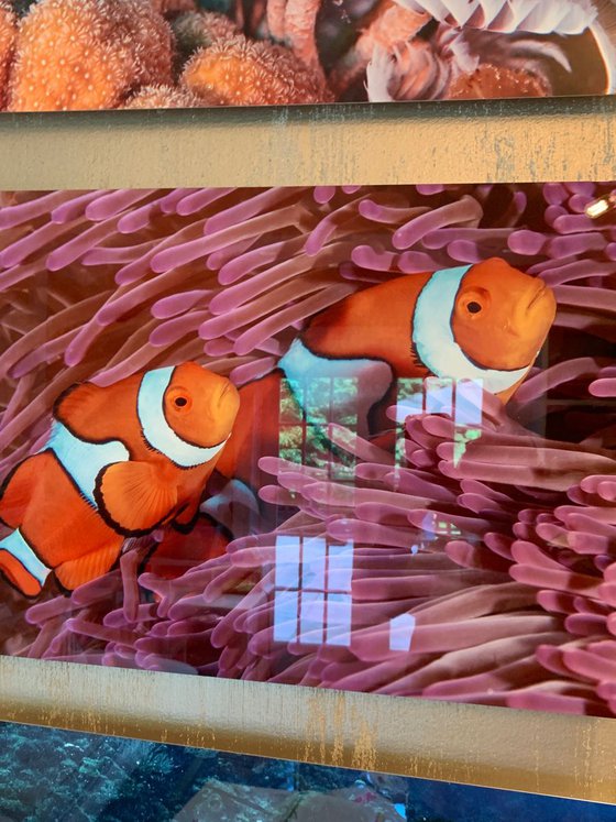 Finding Nemo - Metal Print - Ready To Hang - Underwater Macro - Australia