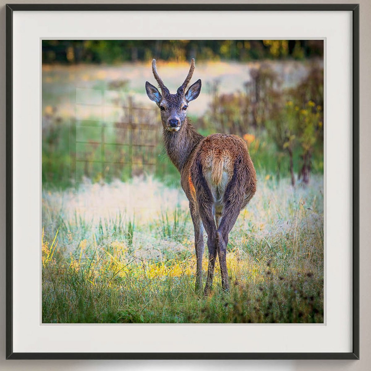 Impressionistic Animal Photograph By Lynne Douglas, 24 X 24", Who Goes There..., Original Artwork