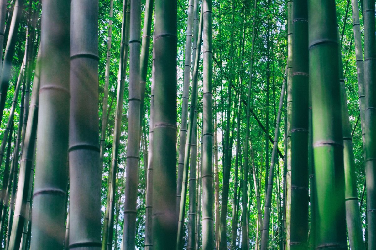 Bamboo Forest #3 by Marc Ehrenbold