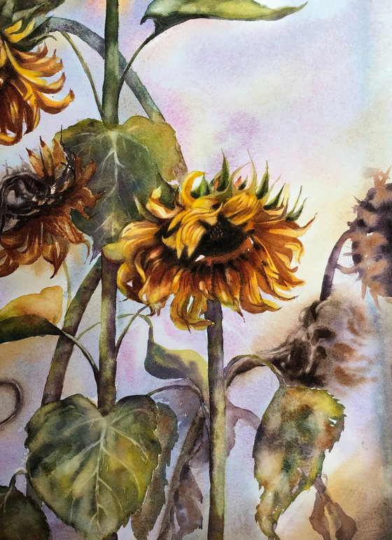 Sunflowers life cycle
