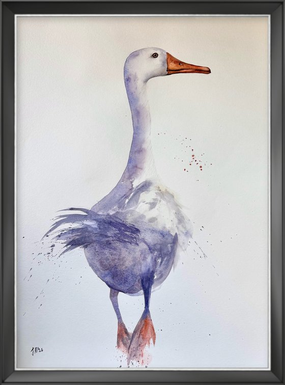 White long neck Curious duck