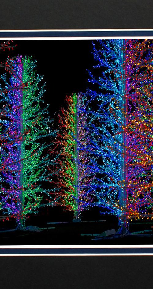 Illuminated Forest by Robin Clarke