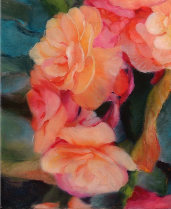 Begonias