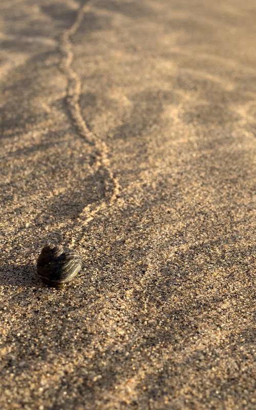 Desert snail by Jacek Falmur