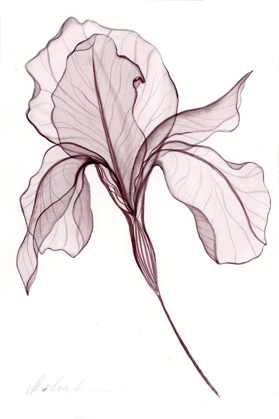 3 Irises