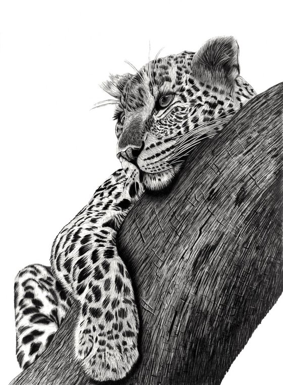 Resting Leopard