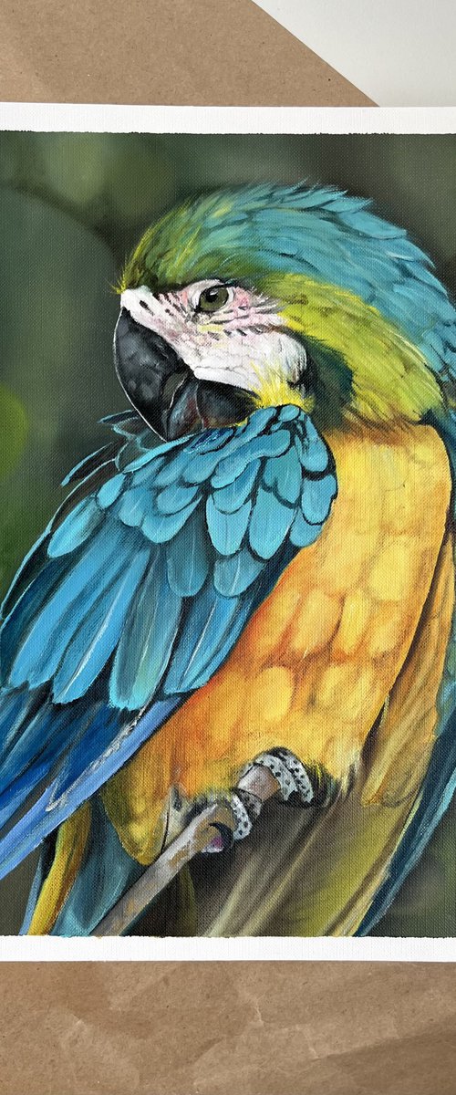 Parrot oil painting by Myroslava Denysyuk