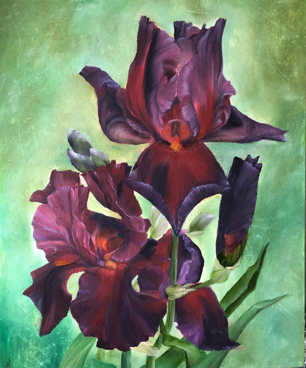 Play with Fire Irises. Irises series by Alesia Yeremeyeva