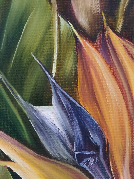 Strelitzia