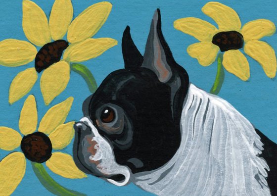 ACEO ATC Original Miniature Painting Boston Terrier Pet Dog Art-Carla Smale