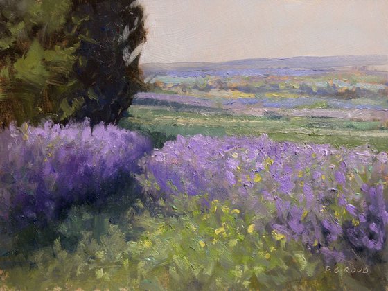 Lavender near Sault
