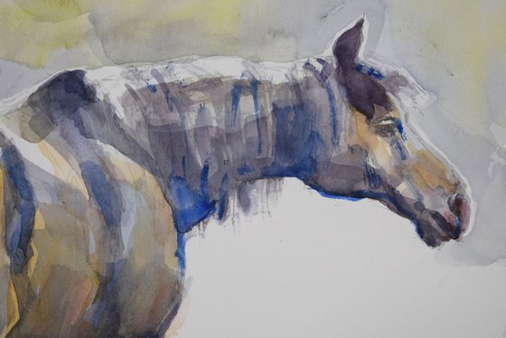 Horse study 8