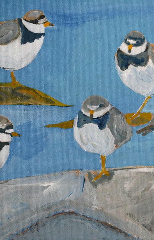 Ringed Plovers at Luce Bay by Alison Deegan