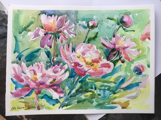 Paeonia lactiflora watercolor painting. Pink peonies in the garden.