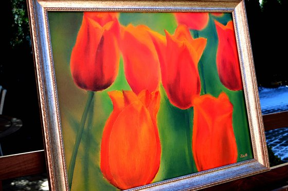 Scarlet tulips