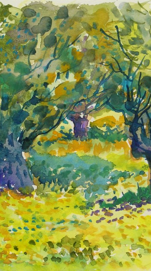 Olive trees by Maja Grecic