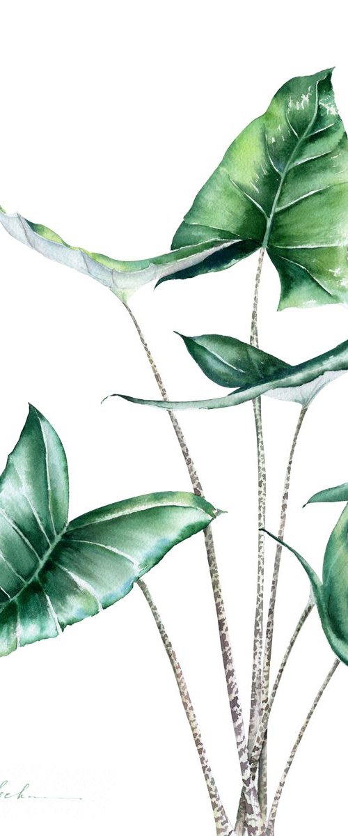 Alocasia Zebrina by Olga Koelsch